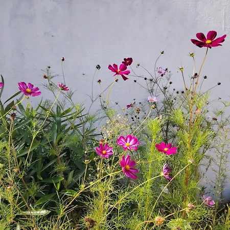 Petit Dans Un Jardin 아파트 *